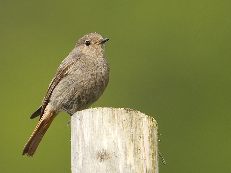 Phoenicurus ochruros Black Redstart Zwarte Roodstaart